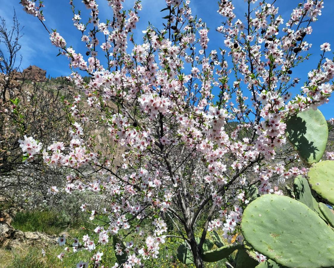 Casa Rural Los Pinares El Juncal De Tejeda Bagian luar foto